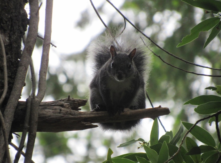 Western Gray Squirrel
